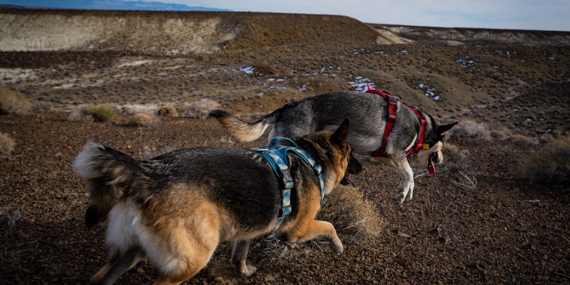 The Dogs at Hot Springs Mountains